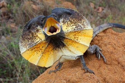 Britse politie arresteert zes tieners voor het gebruik van Lizard Squads voor het hacken van de huurtool Lizardsquad