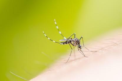 spreminjanje komarjev v brazilske gensko spremenjene samce 3