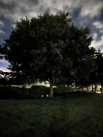 Foto van een boom 's nachts, gemaakt met de iPhone 14 Pro.