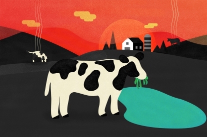 vacas algas gás metano