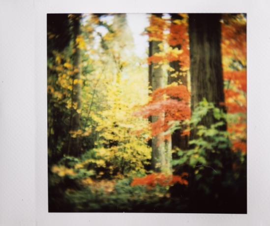 Фото Instax із барвами осені та великими деревами.