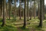 Znanstveniki so ugotovili, kako narediti les še močnejši od jekla