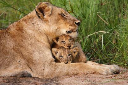 nat geo wild velika igra prestolov miniserija divje živali levček National Geographic