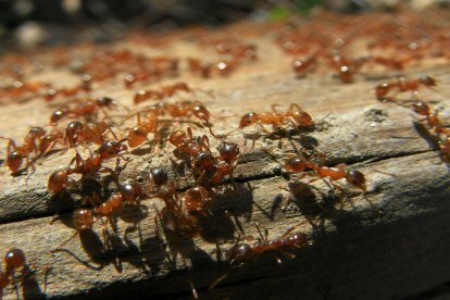 zmutowane mrówki zachowania społeczne mrówka