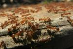 Jak kolonie mrówek mogą dać nam lekcję analizy dużych zbiorów danych