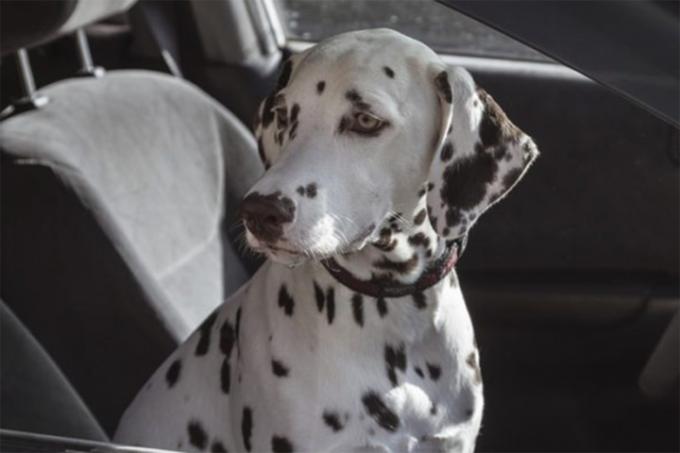 Baywatchs alexandra daddario helpt autotrader bij het zoeken naar pups zoals pickups afbeelding 7 dalmation