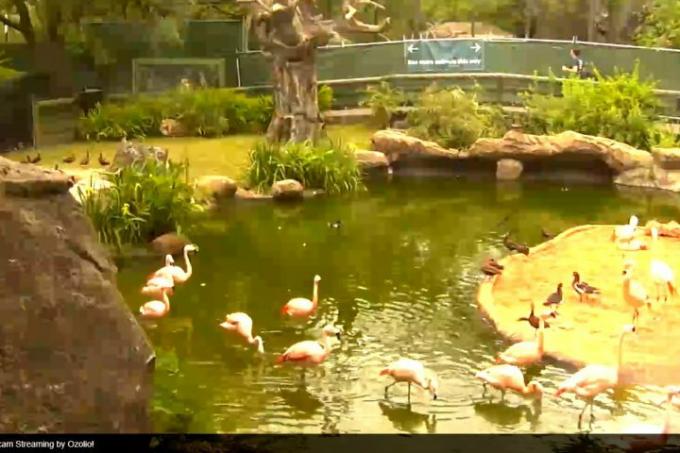 Веб-камера зоопарку Х'юстона