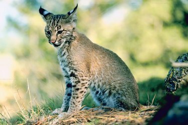 Bobcat mláďa