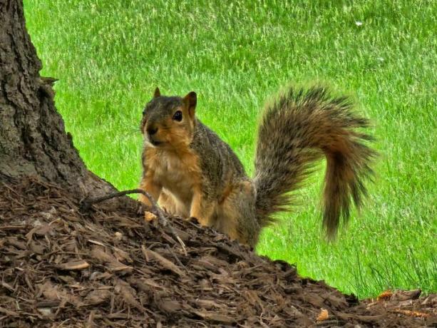 Foto van een eekhoorn bij een boomstam, gemaakt met de Galaxy S23 Ultra.