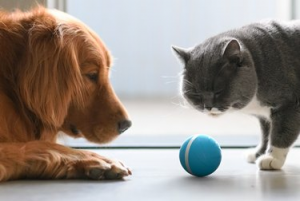 Dieser intelligente Ball unterhält Ihre Haustiere, während Sie weg sind