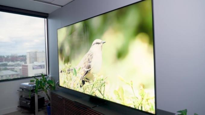 Een afwijkend beeld van een vogel in een struik op een TCL QM8.