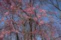 Sony-Alpha-Nex-7-Review-Beispielfoto-Pink-Tree