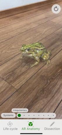 Skärmdump av en groda i AR med hjälp av Froggipedia-appen