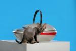 Waul Studio lança transportador futurista e ergonômico para animais de estimação via Kickstarter