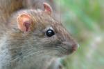 Výzkumníci používají rozhraní Brain-Machine k vytvoření šestého smyslu u krys