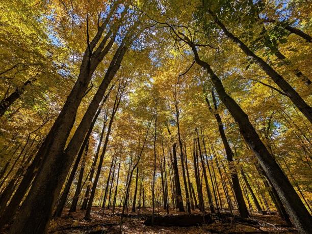 Μια φωτογραφία πολλών ψηλών δέντρων με κίτρινα φύλλα, τραβηγμένη με το Google Pixel 8 Pro.