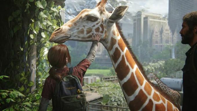 Ellie głaszcze żyrafę w The Last of Us Part I.