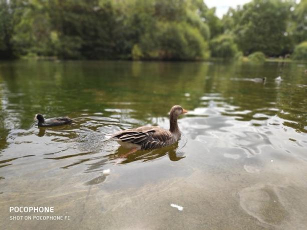 pocophone f1 da xiaomi revisão foto pato