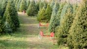 Los árboles de Navidad vivos de 7 pies de Amazon ya están disponibles