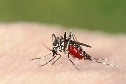 Blinklicht Mücken Malaria Tigermücke