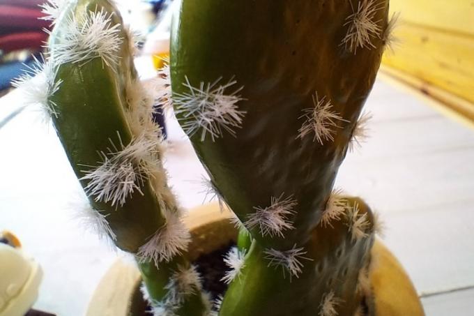 Makrobillede af en kaktus