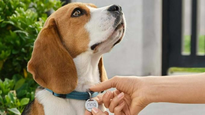 Ring Pet Tag ponúka kontaktné a zdravotné informácie pre stratené domáce zvieratá