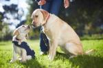 Smarta leksaker förutsäger om en ledarhund kommer att klara sig genom träning
