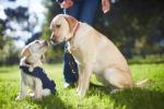 Brinquedos inteligentes prevêem se um cão-guia sobreviverá ao treinamento