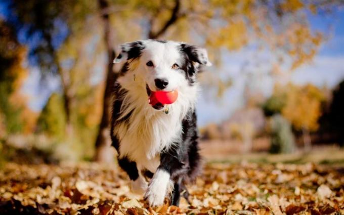 Microsofts Animals in Autumn Theme til Windows.