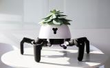 Le robot araignée modifié prend soin de la plante sur sa tête