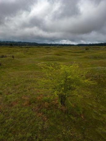 Puu leveällä preerialla keväällä.