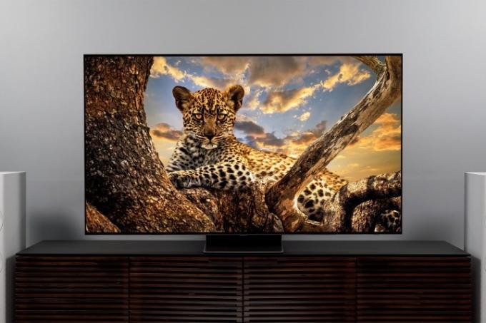 Op de Samsung S95B OLED TV wordt een prachtig beeld getoond van een baby cheetah.