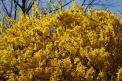 sony-alpha-nex-7-review-sample-photo-tree-yellow