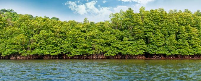 Parece loucura, mas o futuro dos frutos do mar pode estar em terra