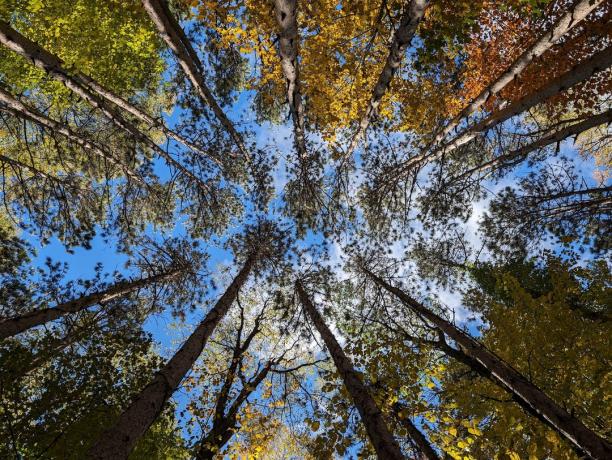 Φωτογραφία που κοιτάζει ψηλά στον ουρανό με πολλά δέντρα από πάνω, τραβηγμένη με το Google Pixel 8 Pro.