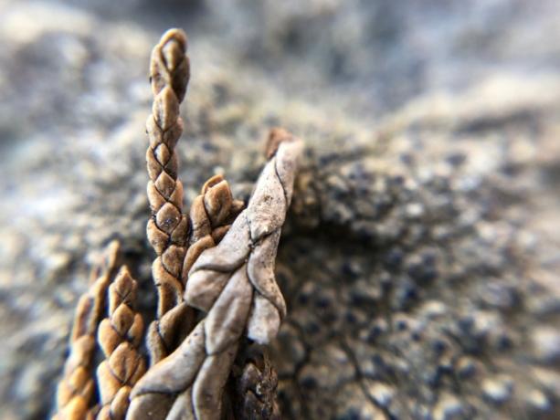 smartphone macro lente cámara tiroteo rock olloclip