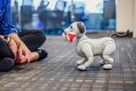 Робот-собака Aibo от Sony может патрулировать ваш дом в поисках интересных людей