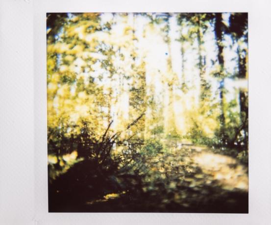 Подвійна експозиція Instax фотографія осіннього лісу.