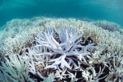 koralni grebeni