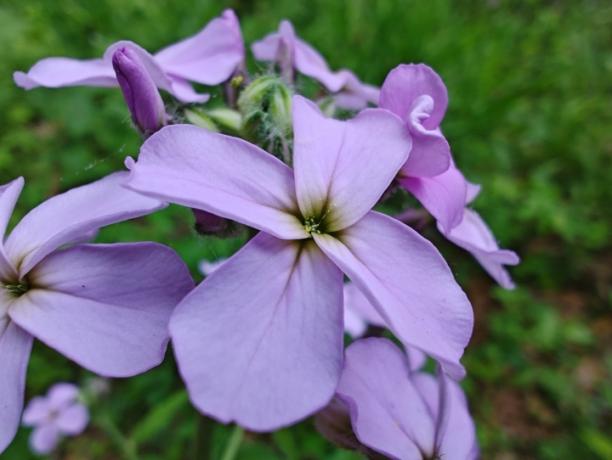 모토로라 엣지 플러스(2023)로 찍은 보라색 꽃 매크로 사진.