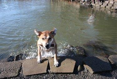 Pies wychodzący z wody w Marymoor Park