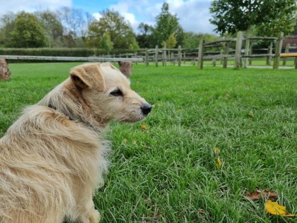 Photo d'un chien prise avec le Galaxy S21 Ultra.