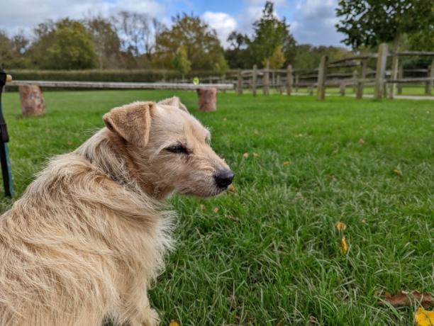 Photo d'un chien sur le Pixel 6 Pro.