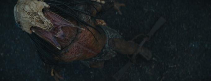 Una toma de cámara cenital del Depredador rugiendo de la película Prey, antes de que se apliquen los efectos visuales.