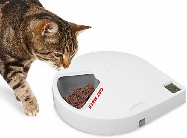 Alimentador de companheiro de gato com gato.