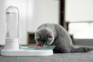 このキックスターター製品はあなたの猫を水分補給し続けます
