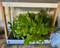 Personīgais Rise Garden apskats: audzējiet zaļumus savā virtuvē