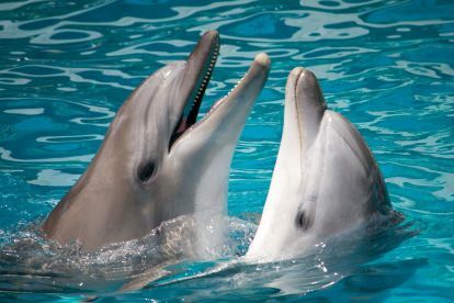 delfiny przetwarzanie języka naturalnego 7420254 para pływająca w wodzie