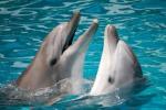 Švedski startup si prizadeva prevesti jezik delfinov do leta 2021