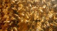 Ricercatori allevano la super ape canadese per salvare l’approvvigionamento alimentare mondiale